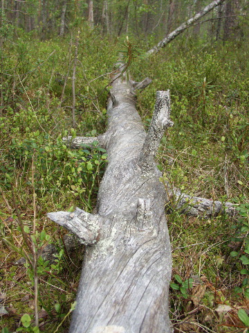 P6080353